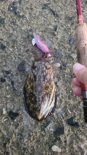 モンゴウイカの釣果