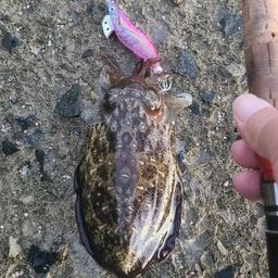 モンゴウイカ
