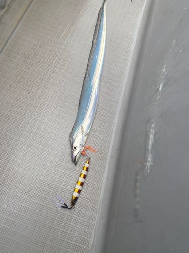 タチウオの釣果