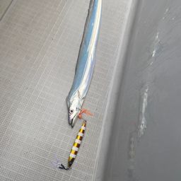 タチウオ