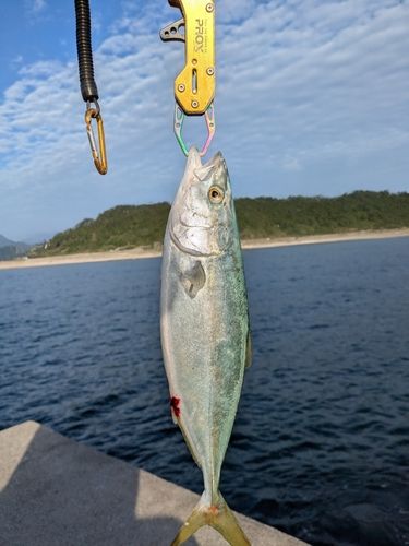 ワカシの釣果