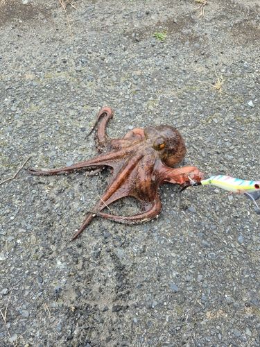 タコの釣果
