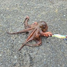 タコ