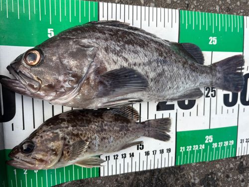 ソイの釣果