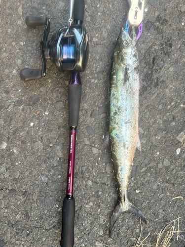 サゴシの釣果