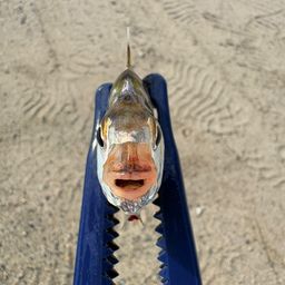 ヒイラギ