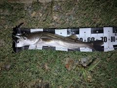 マルスズキの釣果