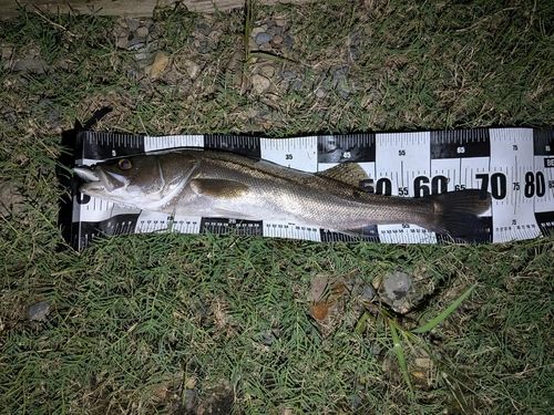 マルスズキの釣果