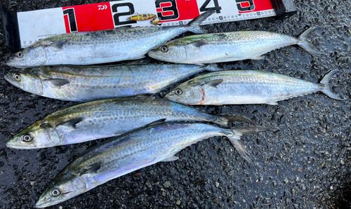 サゴシの釣果