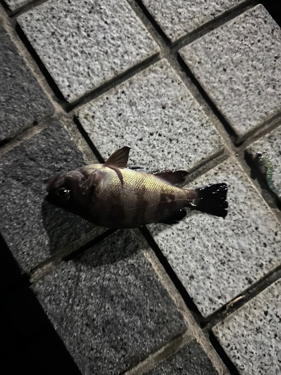 クロメバル