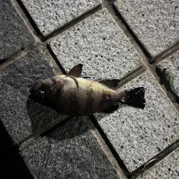 クロメバル