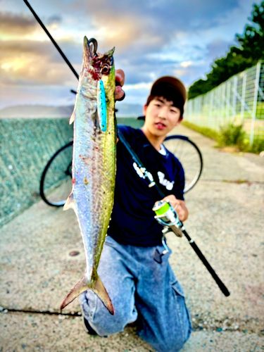 タチウオの釣果