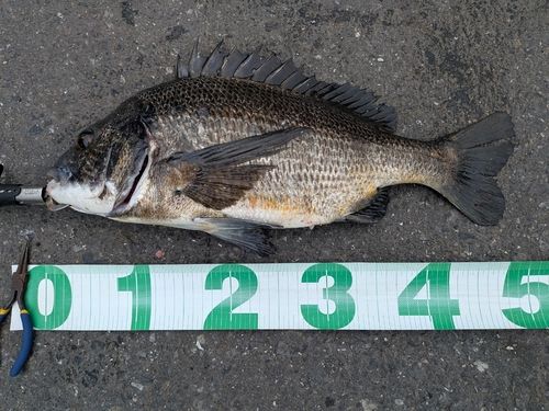 クロダイの釣果