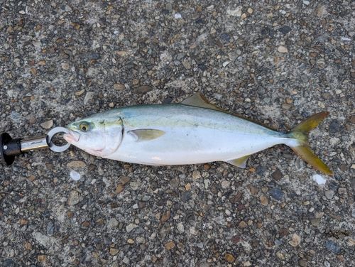 ハマチの釣果