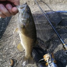 スモールマウスバス