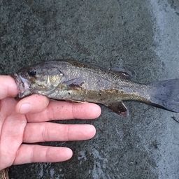 スモールマウスバス