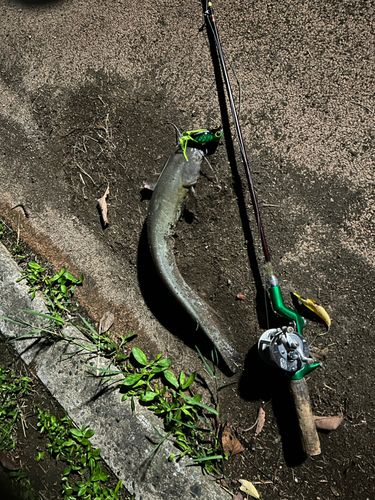 ナマズの釣果