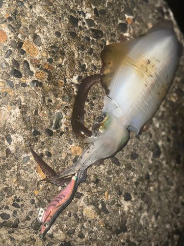 アオリイカの釣果