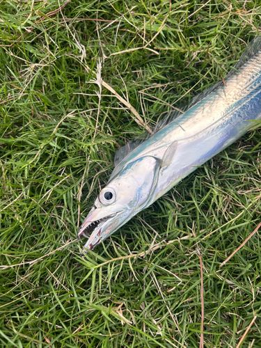 タチウオの釣果