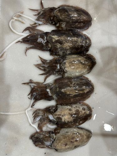サゴシの釣果