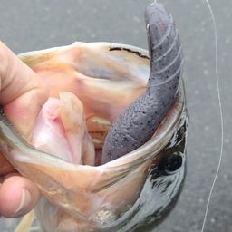 ラージマウスバス