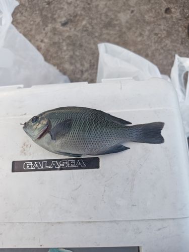 グレの釣果