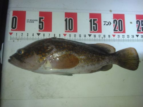 常滑りんくう釣り護岸