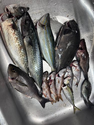 釣果