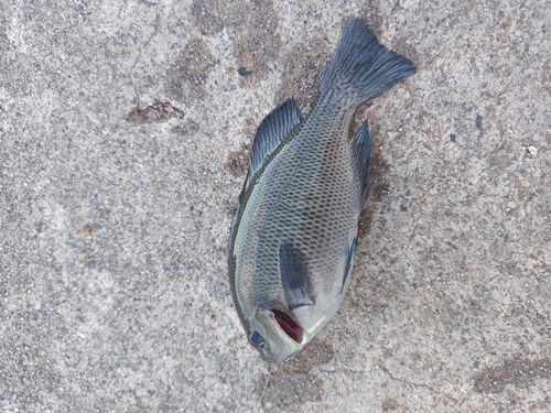 グレの釣果