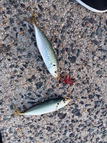 アオアジの釣果