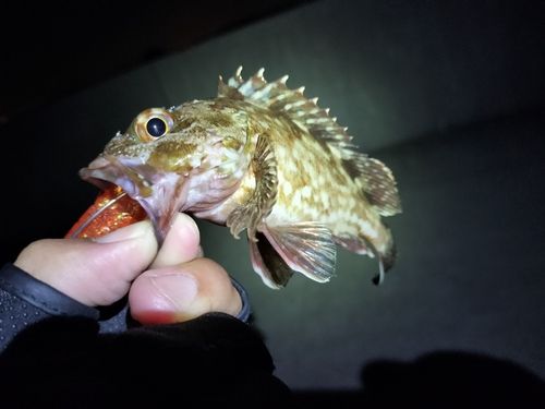 伊勢湾湾奥