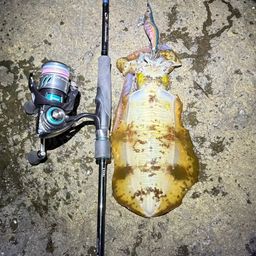 アオリイカ