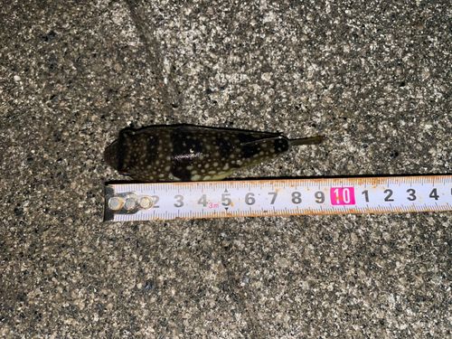クサフグの釣果