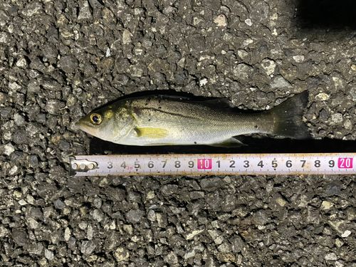 スズキの釣果