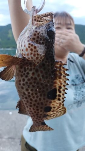 ノミノクチの釣果