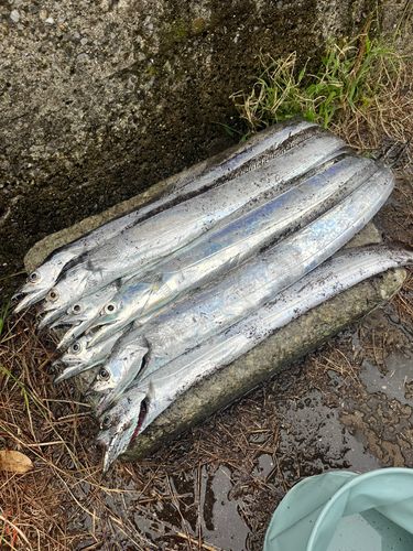 タチウオの釣果