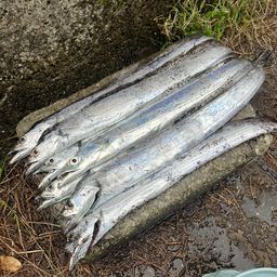 タチウオ