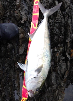 カンパチの釣果