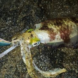 アオリイカ
