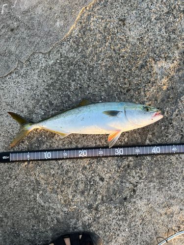 ハマチの釣果