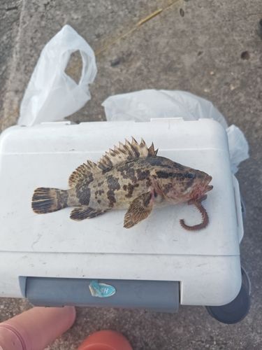 タケノコメバルの釣果
