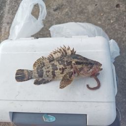 タケノコメバル