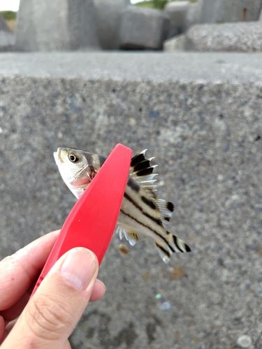 ハゼの釣果