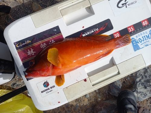アカハタの釣果