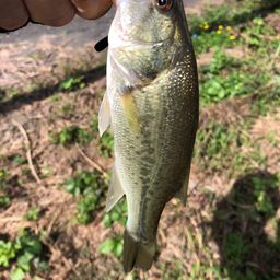 ラージマウスバス