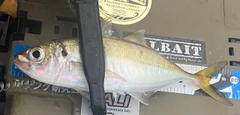 マアジの釣果