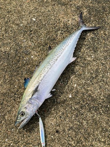 サゴシの釣果