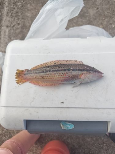 キュウセンの釣果