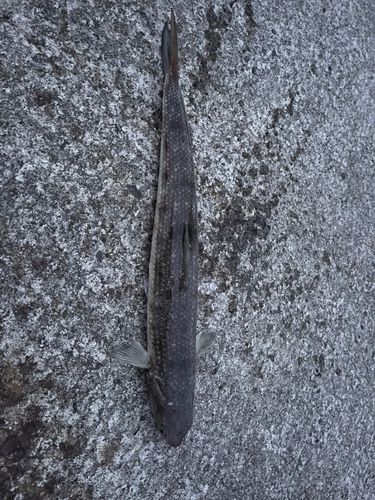 エソの釣果