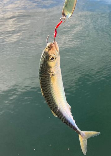 サバの釣果